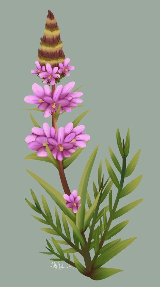 Loosestrife
